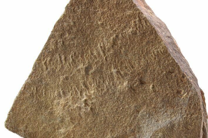Cruziana (Fossil Trilobite Trackway) - Morocco #251950